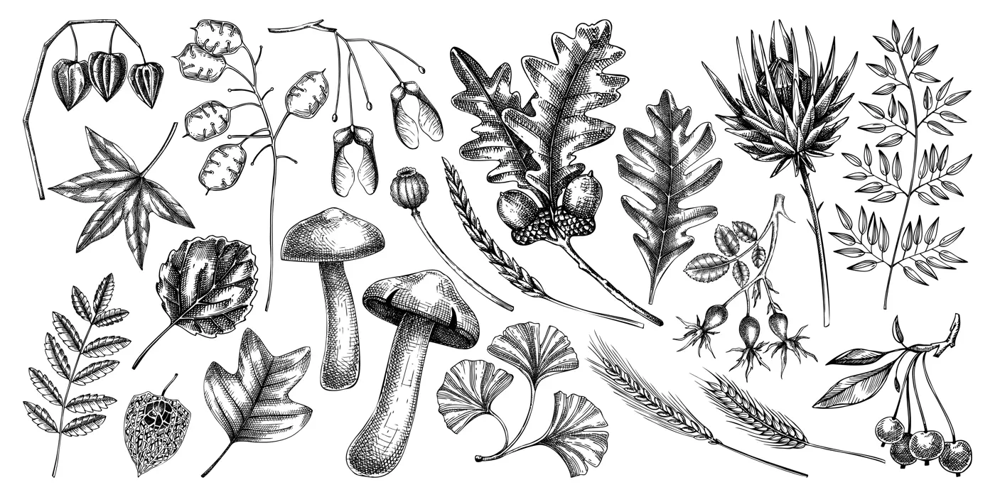Decorative autumn leaves and dried flowers collection. Hand drawn botanical elements in sketched style. Sketched dried herbs, fall leaves, mushroom, fruit illustrations.  Illustration